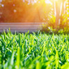 Creating & Maintaining Beautiful Lawns